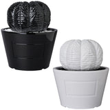VCD Euphorbia obesa GLOSS BLACK/GLOSS WHITE