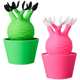 VCD Pachypodium Gracilius Fluorescent Green & BLACK/ Fluorescent Pink & WHITE
